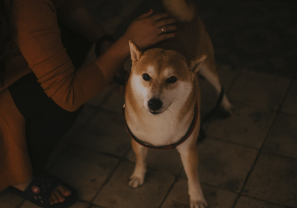 柴犬的性格特点介绍