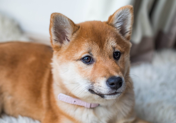 柴犬最好每个月洗两次澡