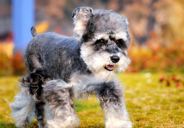 雪纳瑞的饲养技巧