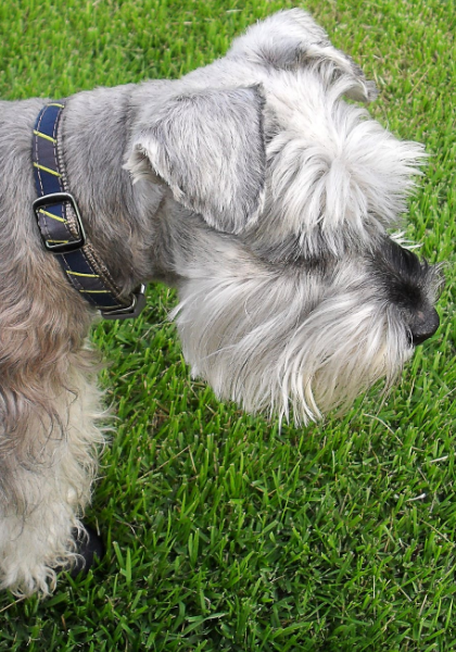 狗买过来一周注射疫苗