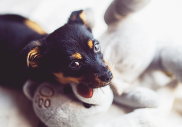 经常带狗狗出去锻炼