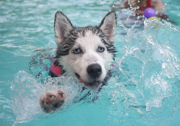 受伤的狗不能下水