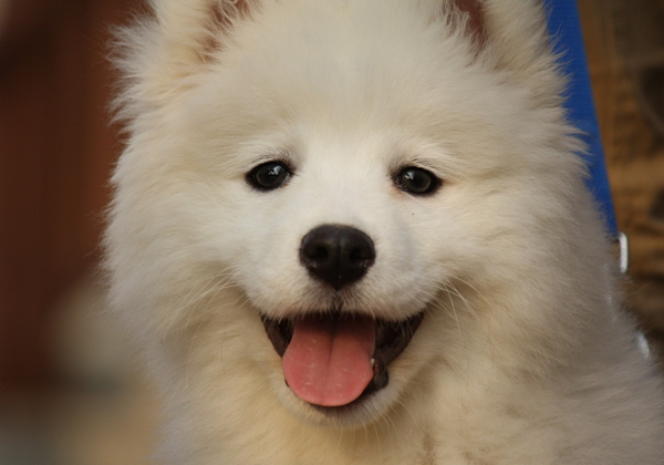 萨摩耶如何选购