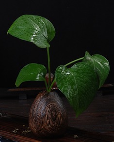 烧桐木古典花瓶