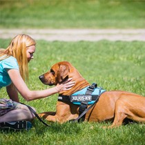 Julius K9可伸缩胸背带,宠物狗狗外出项圈,牵引绳安全反光条