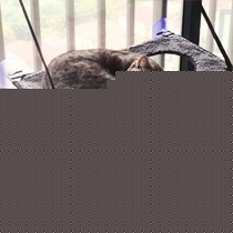 MOON&LOVE猫咪吊床,吸盘式双层猫窝,玻璃阳台吊床宠物用品