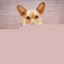 小佩M-中型硅胶用餐垫,防溢防水宠物垫子,西瓜红可裁剪宠物用品