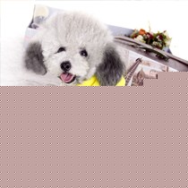 FYONGPET/丰永贝贝保暖衣服连帽装,多彩休闲四脚衣,宠物可爱卡通冬装