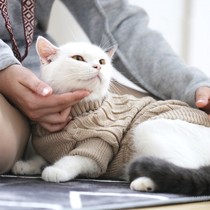 喵记爱宠猫带帽毛衣,成猫冬季保暖高领服装,小猫灰色休闲服