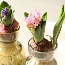 千方阁防辐射吸甲醛盆栽风信子,打理简单净化空气盆栽植物,型号FENGXINZI003A