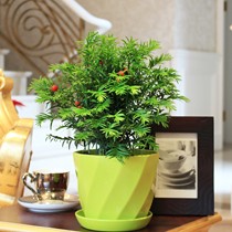 红豆缘品牌防辐射的红豆杉盆栽,环保健康的创意绿色盆栽,货号菠萝蜜