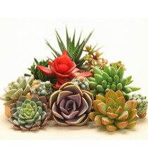 MUMUHOME多肉花卉植物拼盘,防辐射多肉组合盆栽,货号: 新手多肉套餐