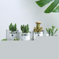 禾叶色ins风罐子仙人掌,十二卷多肉室内摆件,创意清新绿植盆景