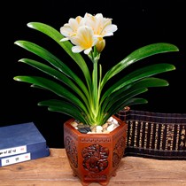 花耀飞喜阴室内观赏植物,除甲醛草本君子兰盆景,工作室装饰盆栽