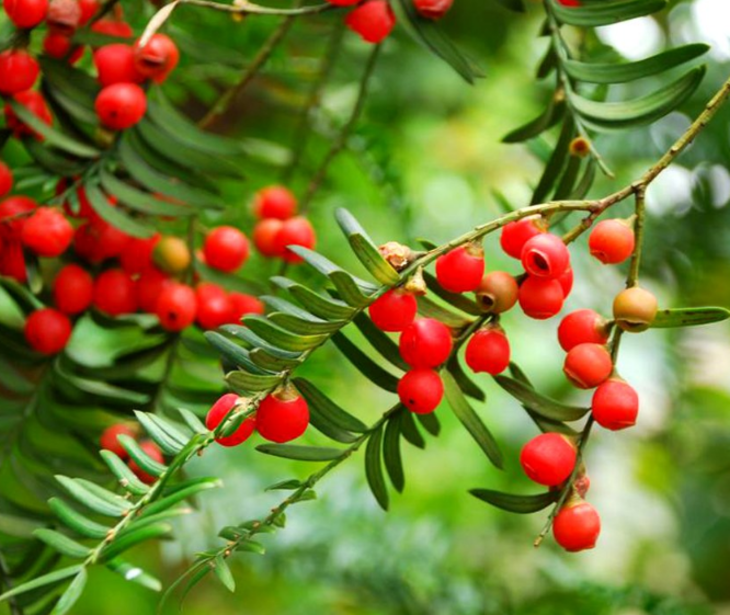 在卧室中可以养红豆杉吗，它有哪些用途、作用图片展示