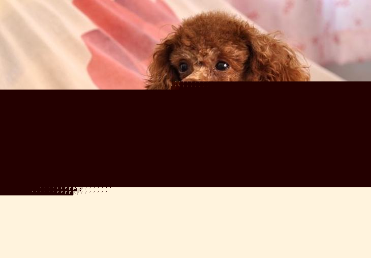 泰迪吃什么水果好？泰迪可以吃的水果？图片展示