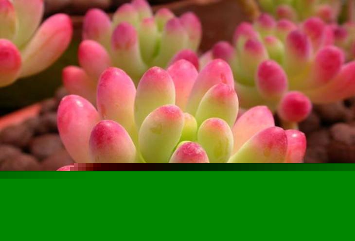 高温环境多肉饲养需要注意哪些事项？图片展示