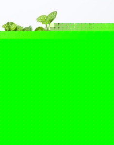 绿色吸毒草家居盆栽