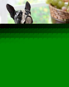 狗狗造型办公室创意名片夹