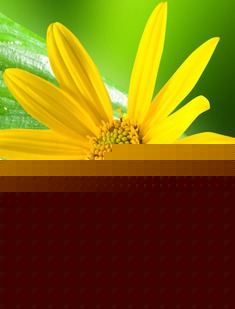 高清智能纠错DVD