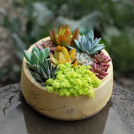 壹分皿小清新多肉植物组合盆栽，DIY多肉创意盆栽，货号组合25