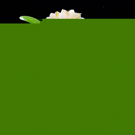 花耀飞喜阴室内观赏植物，除甲醛草本君子兰盆景，工作室装饰盆栽