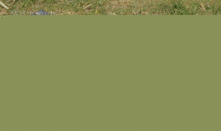 金田全钢园林小锄头，家庭农用翻土四齿耙，4021锄草挖土园林工具