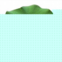 FGGFA型号哑光隔热耐污净味油漆，金菊花荷净抗菌低碳墙面漆