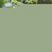 艾居青羽叶福禄桐客厅阳台盆栽，消甲醛净化空气办公室植物，型号CP20140475