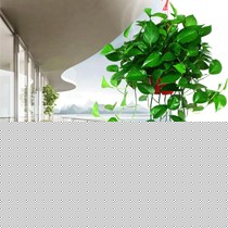 绿航水养绿色植物盆栽，防辐射吸甲醛绿萝植物，货号: 180系列长款