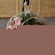 自然动力龙猫微景观盆栽，球形瓶观赏盆景，cyzw创意DIY绿植