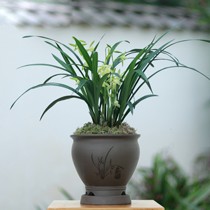 连城兰花仿古陶瓷盆栽，中式兰花观茎植物，办公室素心建兰