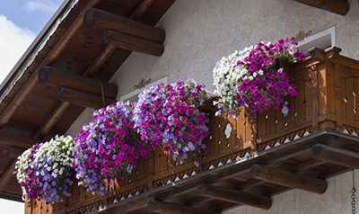 梅雨季这些植物最难熬，“雨露”均不能沾的植物你家养了吗