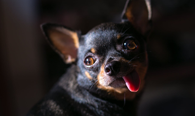 茶杯犬体味重该怎么办？耳螨主要是怎么引起的，需要注意什么