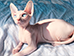 斯芬克斯猫和无毛猫