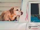 带着宠物自驾游需要注意什么